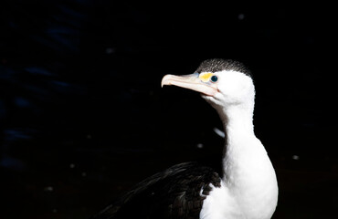 Little Pied Cormorant (Microcarbo melanoleucos)