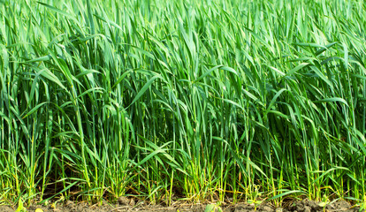 Obraz premium Young green wheat on an agricultural field. Close-up selective focus.
