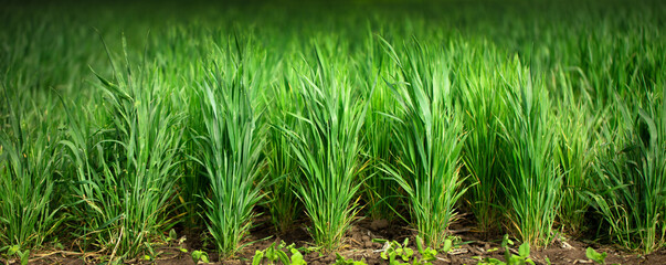 Young green wheat on an agricultural field. Close-up selective focus.