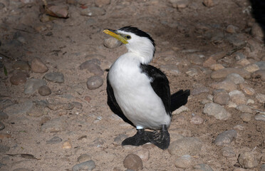 Little Pied Cormorant (Microcarbo melanoleucos)