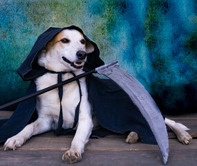Dog dressed in black cape with hood and scythe