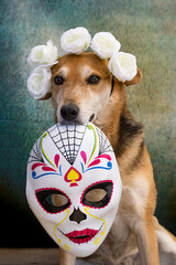 Dog with flower crown and calaca for the day of the dead