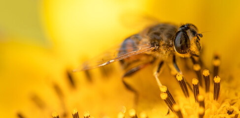 Honey bee on a sunflower flower, close-up, selective focus.
