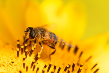 Honey bee on a sunflower flower, close-up, selective focus.