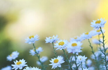 Spring nature background of Australian native white and yellow flowers of the everlasting daisy Rhodanthe anthemoides, family Asteraceae. Endemic to montane regions of eastern Australia. 