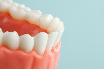 lower jaw with healthy teeth on blue background.