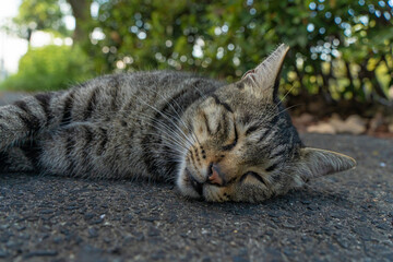歩道の真ん中で昼寝する野良猫