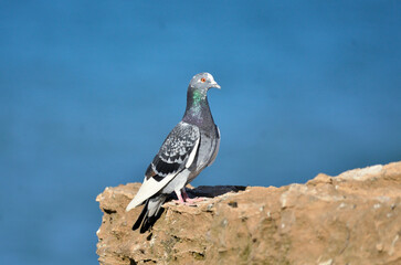 Pigeon with the sea in the background