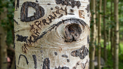The aspen tree with a big tree knot that looks like an eye