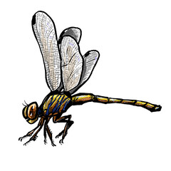 dragonfly isolated on white