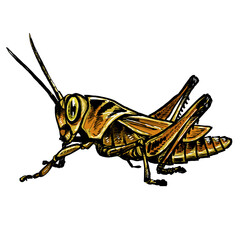 grasshopper isolated