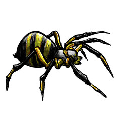 spider on a white background