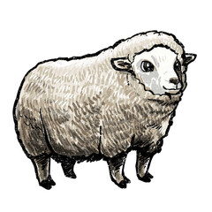 sheep isolated on white