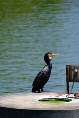 真夏に凛々しくたつ鵜