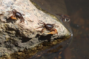 Fiddler crabs on a rock in South Carolina, USA