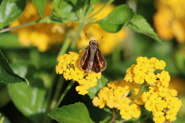 A little skipper on yellow lantana flowers