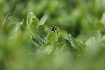 An eastern pondhawk dragonfly blending in with the leaves