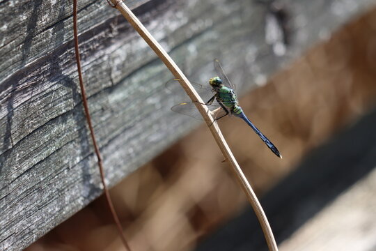 A male eastern pondhawk dragonfly resting in summer sunshine