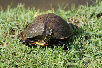 Naklejka na ściany i meble A red-bellied turtle enjoying the South Carolina sunshine