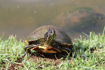 A pond turtle coming out of the water to soak up some sunshine