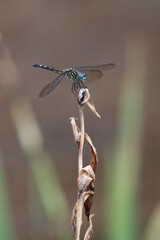 A blue dasher dragonfly with half of one leg missing