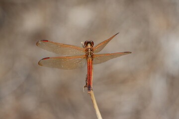 A golden-winged skimmer dragonfly in South Carolina sunshine
