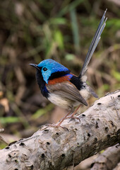Variegated Fairy-wren