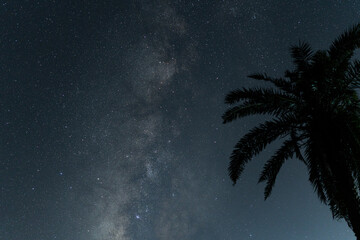 天の川・ヤシの木・南国・宮古島星空・沖縄