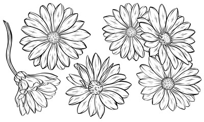 Hand-drawn vector line art illustration of African daisy, Cape marguerite, daisies