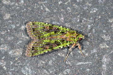 オオアオバヤガ（北海道・上川町）
