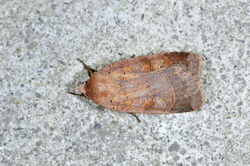 カバスジヤガ（長野県・松本市）
