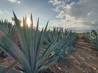 aloe vera plant agave 