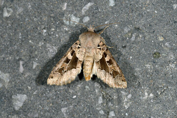 キンイロキリガ（北海道・知床）
