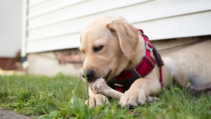 Golden Labrador puppy eating a bone on the grass