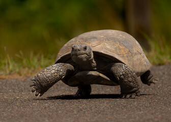 tortoise marching down the road
