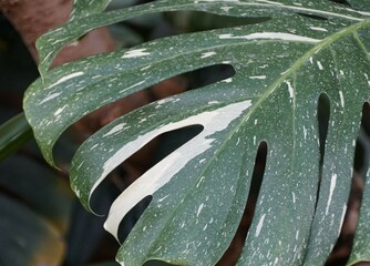 Closeup of a beautiful variegated leaf of Monstera Thai Constellation