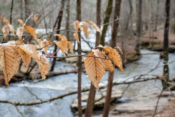 Paper leaves