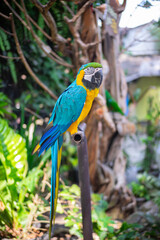 The parrot perched on the iron in the zoo. Regarding the habitat, parrots originally from the Southern of America which are tropical countries.