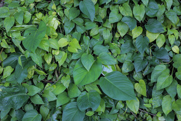 Green leaf concept of natural pattern background texture.