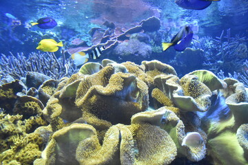 coral and fish