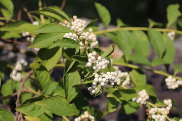 晩夏の植物、実を付けるシロシキブ。