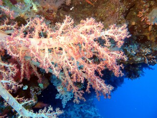 Naklejka na ściany i meble coral reef in the blue sea