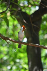 Red crested cardinal