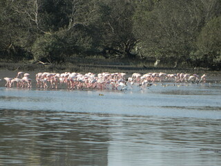 flamingos in the lake