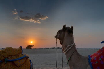 A Camel, Camelus dromedarius, dressed in traditional Rajasthani dress, at sand dunes of Thar...