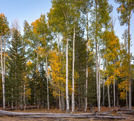 Golden yellow autumn tree forest and grass meadow at the Humphreys Peak in Flagstaff Arizona