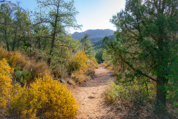 Fototapeta na wymiar Trees and yellow shrub on a dirt hiking trail in Wilson Canyon at Sedona Arizona