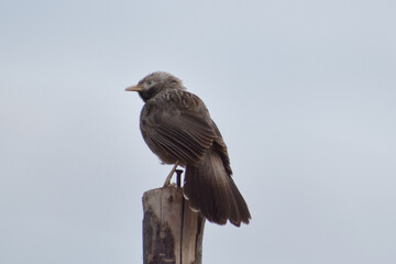 Fototapeta premium bird of prey