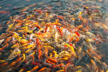 Fototapeta na wymiar The Goldfish in the Park Pond