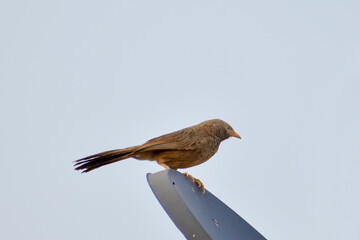 bird on a fence